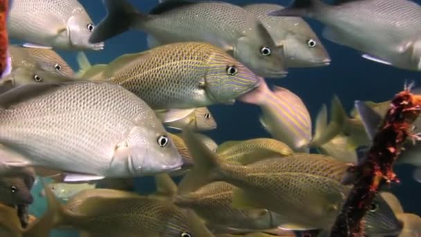 Ecole poissons argentés jaunes sur le récif recherche de nourriture . — Video
