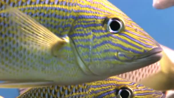 Σχολείο κίτρινο ασημένια ψάρια στον ύφαλο αναζήτηση των τροφίμων. — Αρχείο Βίντεο