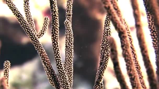 Coral branches in the sun. Close up. — Stock Video