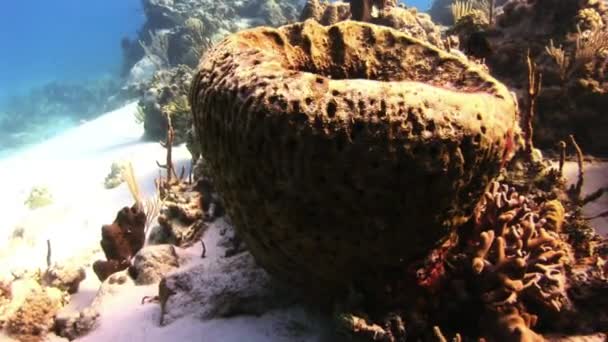 碗状的珊瑚. — 图库视频影像