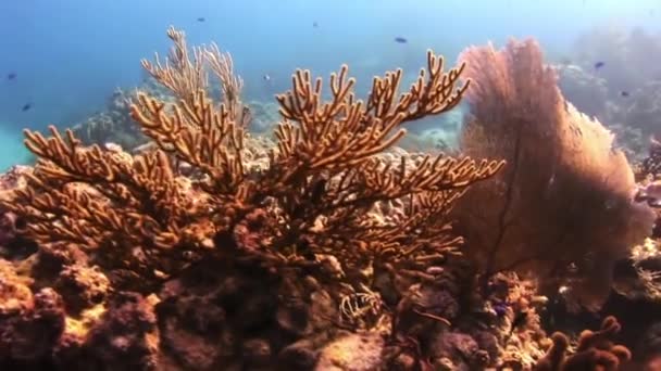 Desenvolvimento de corais gorgonianos no fundo do mar . — Vídeo de Stock