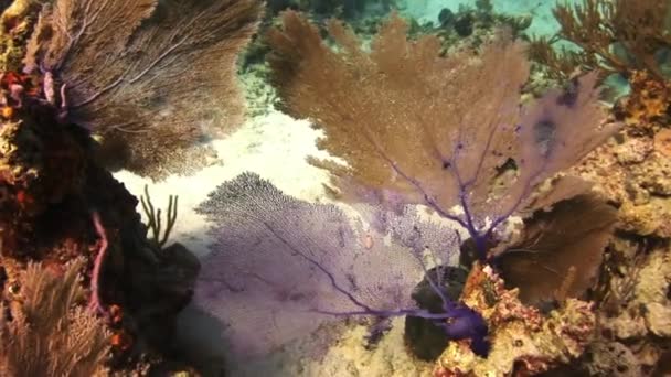 Ανάπτυξη γοργόνες κοράλλια στον πυθμένα της θάλασσας. — Αρχείο Βίντεο