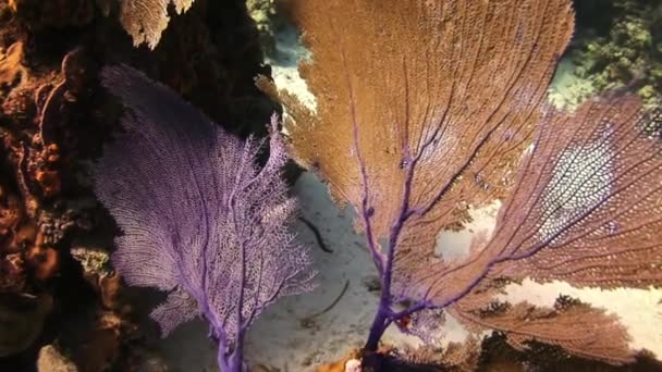 Het ontwikkelen van gorgonian koralen op de zeebodem. — Stockvideo