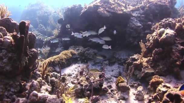 Utveckla gorgonian koraller på havsbotten. — Stockvideo