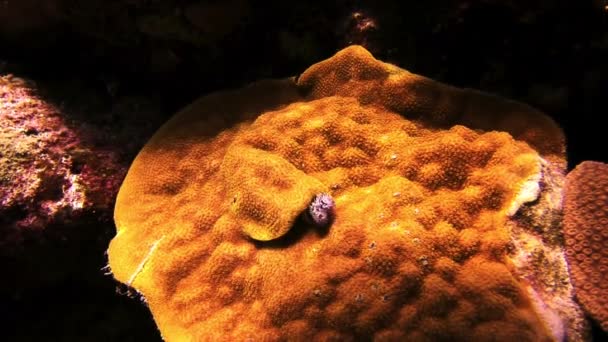 Christmas tube tree worms inside corals. Close up. — Stock Video