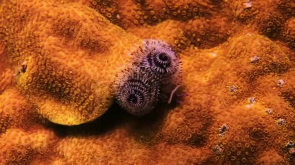 珊瑚内的圣诞树蠕虫。特写. — 图库视频影像