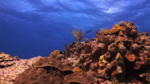 Beau corail sur fond de mer bleue . — Video