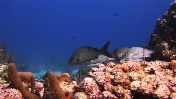 Pescado negro sobre un fondo de superficie de mar azul . — Vídeo de stock