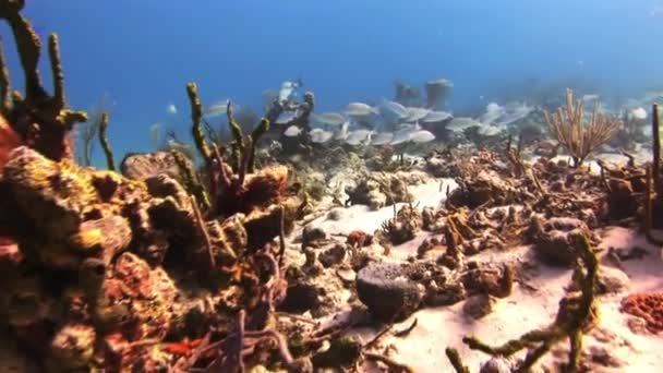 Récif corallien sous-marin et poissons tropicaux aux Bahamas — Video