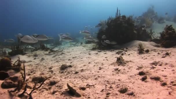 Récif corallien sous-marin et poissons tropicaux aux Bahamas — Video