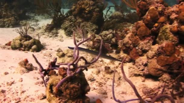 Pipefish nadar en el arrecife en busca de comida . — Vídeos de Stock