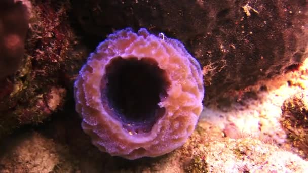 Sea sponge. Close-up. — Stock Video