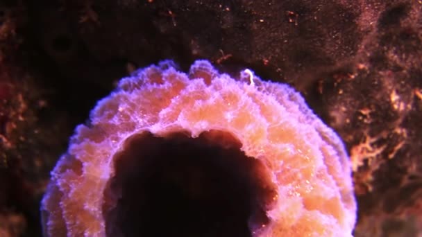 Sea sponge. Close-up. — Stock Video