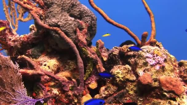 Peces azules y amarillos nadan en el arrecife . — Vídeos de Stock