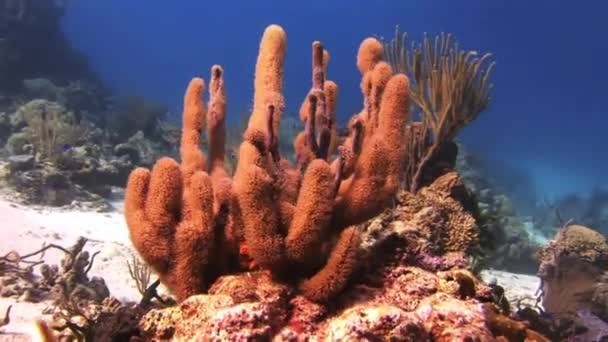 Onderwater koraal rif en tropische vissen in Bahama 's — Stockvideo