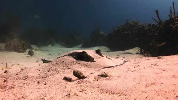 Stingray söker mat på sandbotten i havet. — Stockvideo