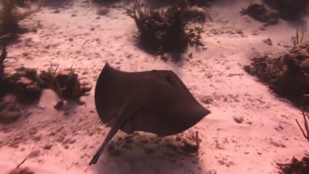 Stingray op zoek naar voedsel op zanderige bodem van zee. — Stockvideo