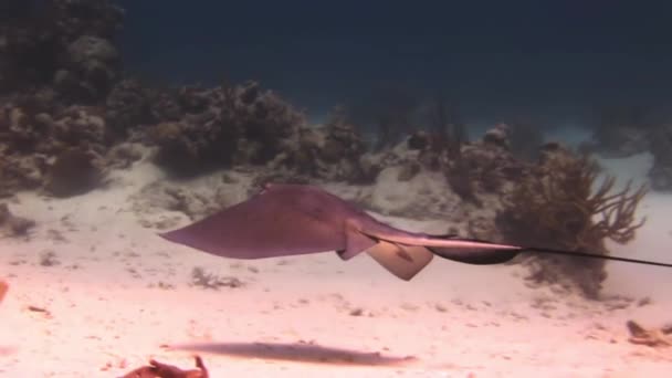 Stingray op zoek naar voedsel op zanderige bodem van zee. — Stockvideo