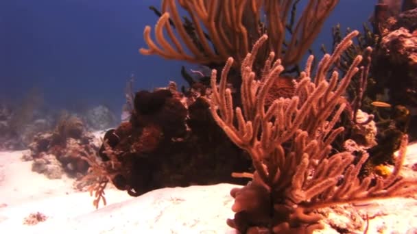 Underwater korallrev och tropiska fiskar i Bahamas — Stockvideo