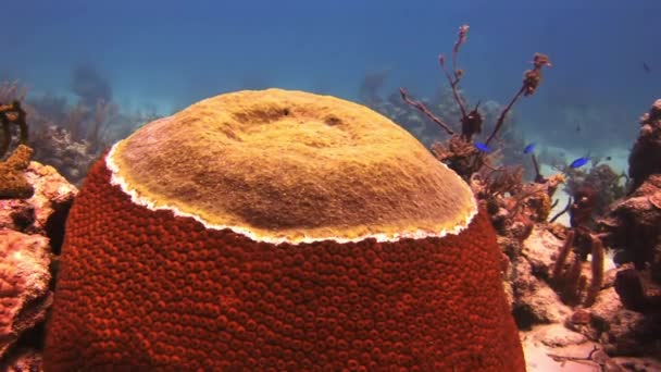 Coralli duri di pietra sul fondo del mare . — Video Stock