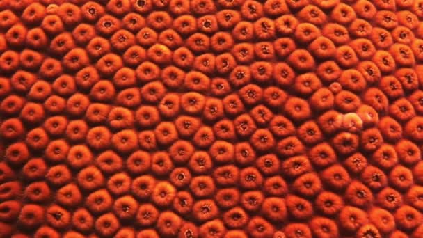 海底硬石珊瑚. — 图库视频影像