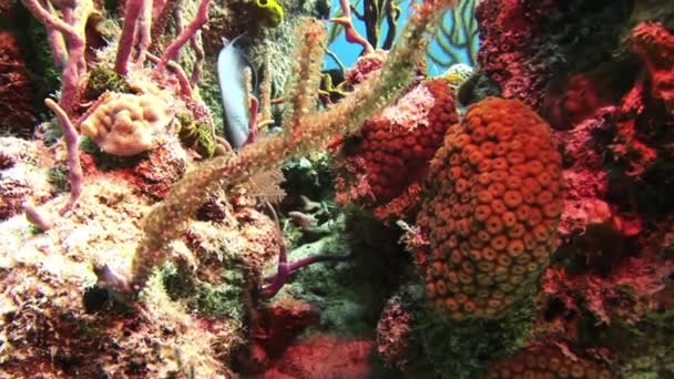 Arrecife de Coral Submarino y Peces Tropicales en Bahamas — Vídeo de stock