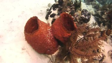 Deniz süngeri. Yakın çekim.