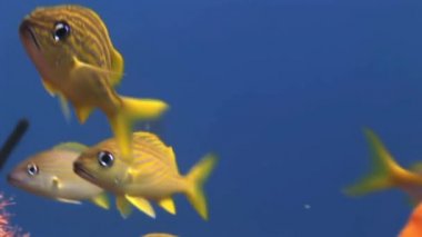 Resif üzerinde okul sarı gümüş balık yiyecek arama.