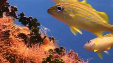 Resif üzerinde okul sarı gümüş balık yiyecek arama.