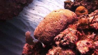 Deniz tabanında sert taşlı mercanlar.