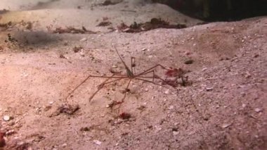 Yiyecek bulmak için kumlu bir dipte deniz örümceği.