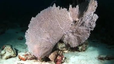 Bir fener ışığında geceleri Gorgonian mercan