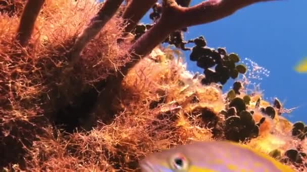 Escuela de peces de plata amarilla en la búsqueda de los arrecifes de alimentos . — Vídeos de Stock