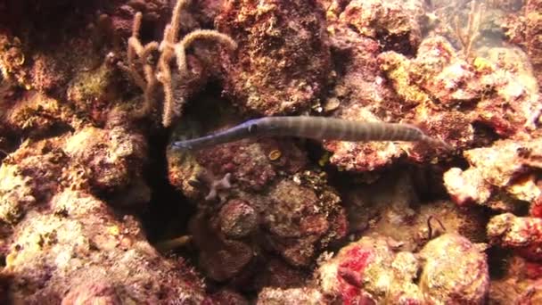 Pipefish nadar en el arrecife en busca de comida . — Vídeos de Stock