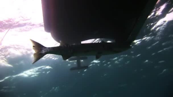 Barracuda pod dnem statku. — Wideo stockowe