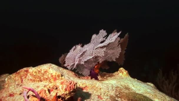 Gorgonien-Koralle bei Nacht im Licht einer Laterne — Stockvideo