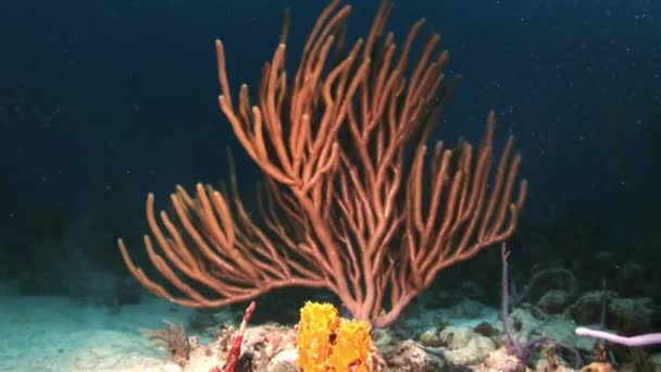 Coral Gorgoniano à noite à luz de uma lanterna — Vídeo de Stock
