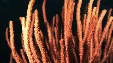 Bir fener ışığında geceleri Gorgonian mercan