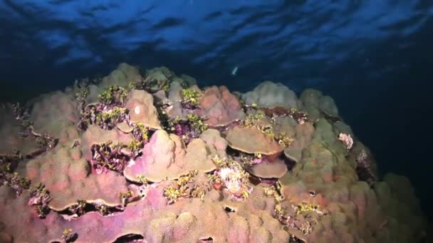 Unterwasser-Korallenriffe und tropische Fische auf Bahamas — Stockvideo