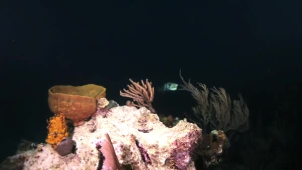 Boxfish notte sulla barriera corallina alla luce di una torcia elettrica — Video Stock