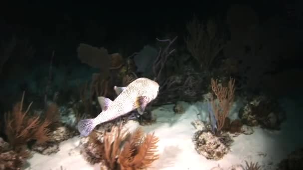 Boxfish noche en el arrecife a la luz de una linterna — Vídeo de stock