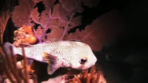 Boxfish Night på revet i ljuset av en ficklampa — Stockvideo
