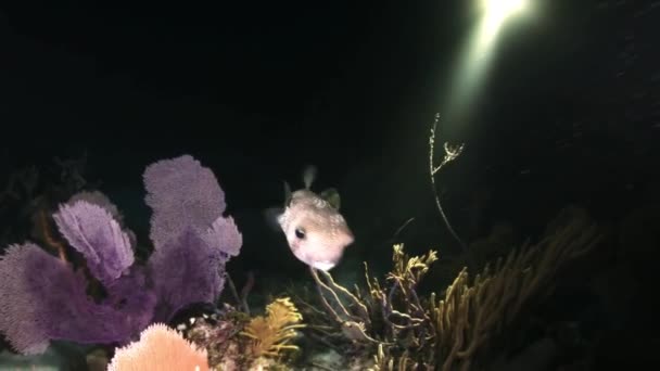 Boxfish noche en el arrecife a la luz de una linterna — Vídeos de Stock