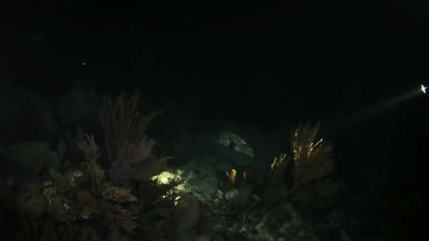 Buchsfischnacht am Riff im Schein einer Taschenlampe — Stockvideo