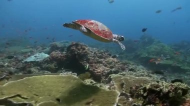 Deniz kaplumbağası yiyecek bulmak resif üzerinde yüzüyor.