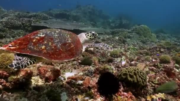 Tortue de mer nage sur le récif à la recherche de nourriture . — Video