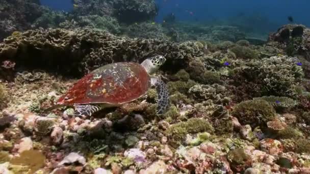 Tortue de mer nage sur le récif à la recherche de nourriture . — Video