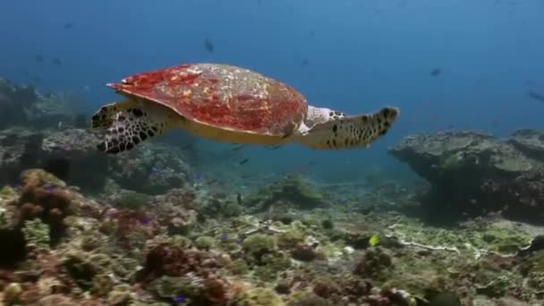 Meeresschildkröte schwimmt auf der Suche nach Nahrung auf Riff. — Stockvideo