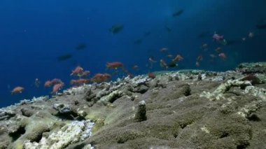 Güzel ve temiz kıyı resifbalık Okulu