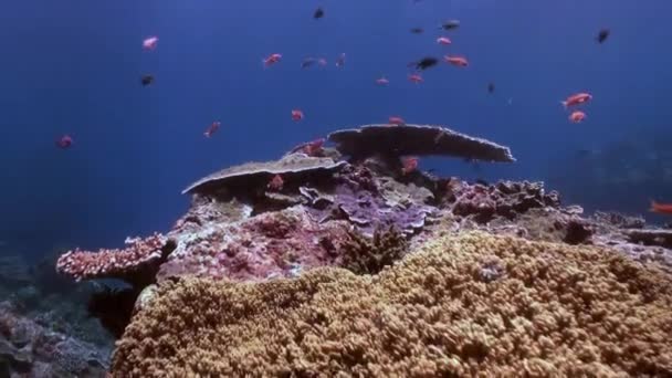 Scuola di pesce a bella e pulita barriera corallina costiera — Video Stock